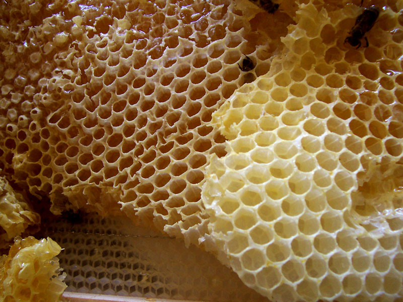 Honeycomb and stores example for How to Manage Colonies for Oilseed Rape Honey