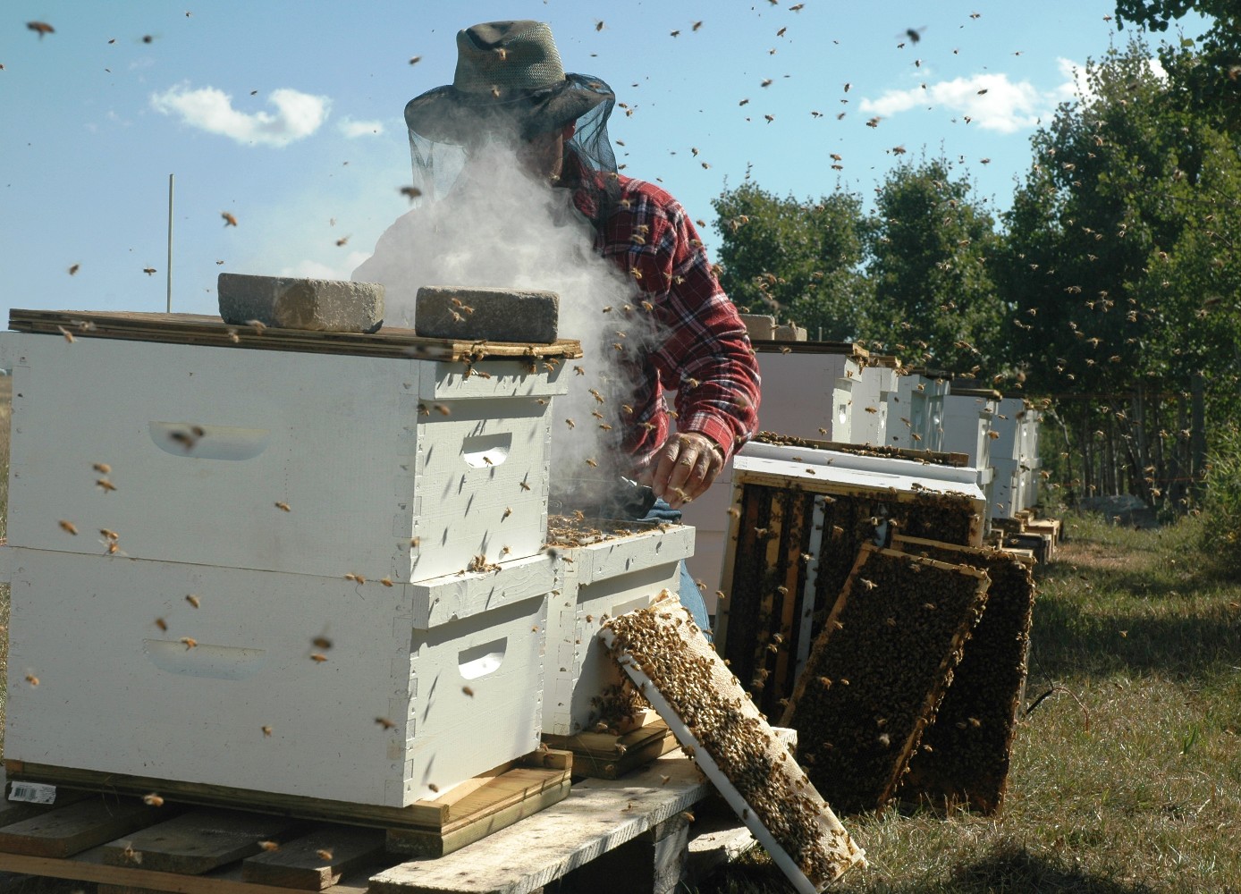 Open hive inspection for How to Breed Better Bees
