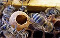 Queen cell on frame for How to Know If a New Queen Has Mated