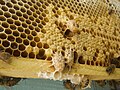 Capped queen cells for How to Know If a New Queen Has Mated